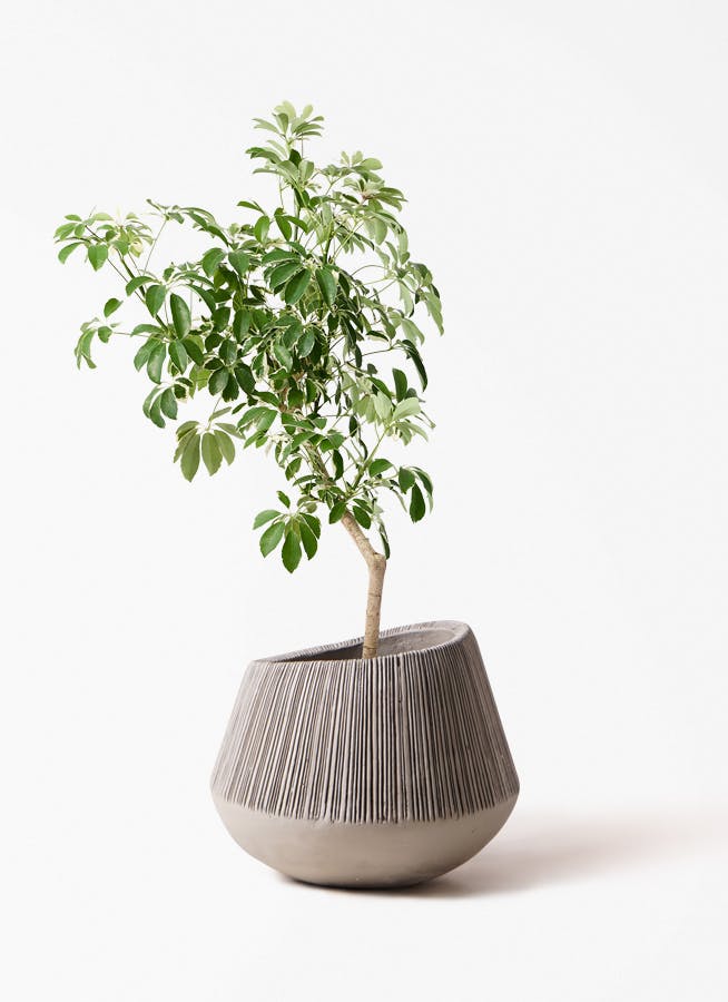 観葉植物 シェフレラ（カポック） 8号 斑入り 朴 プラスチック鉢
