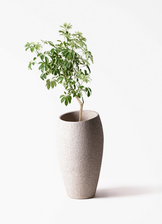 観葉植物 オリーブ 8号 アルベキーナ エコストーントールタイプ Light