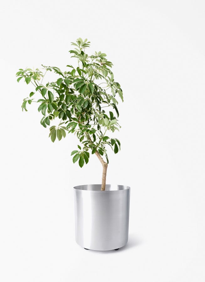 観葉植物 フィロデンドロン 8号 セローム ヒトデカズラ 根あがり