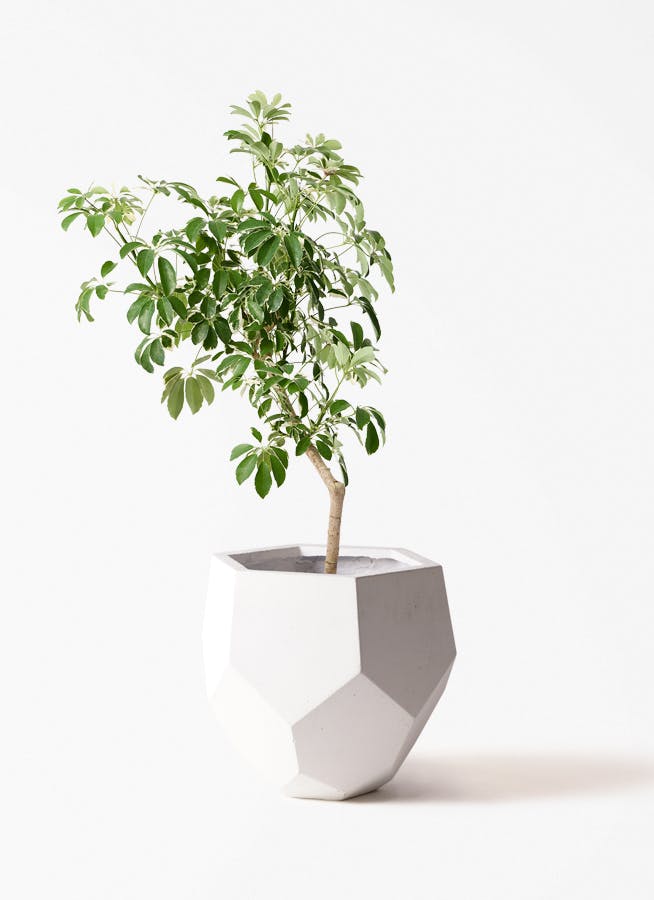 観葉植物 オリーブ 8号 創樹 ポリゴヘクサ 白 付き | 観葉植物なら