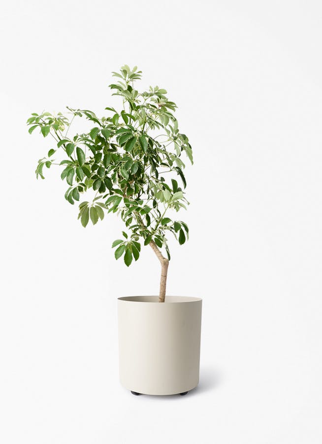 kapok-1230_1.jpg