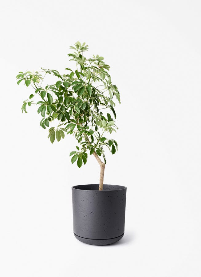 観葉植物 シェフレラ（カポック） 8号 斑入り 朴 プラスチック鉢