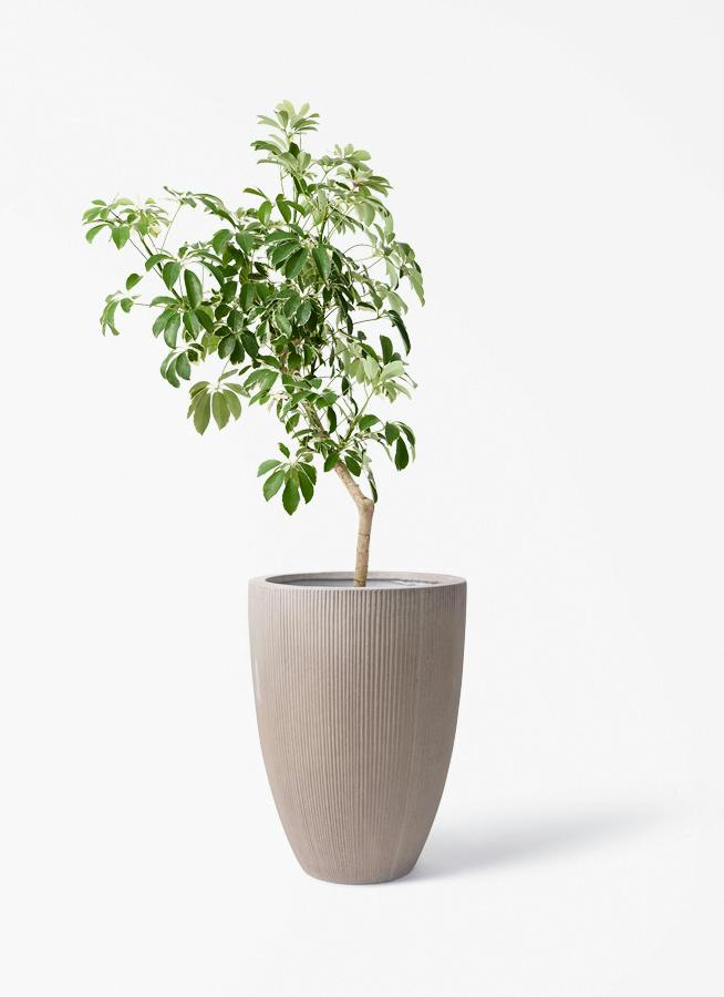 観葉植物 シェフレラ（カポック） 8号 斑入り 朴 プラスチック鉢