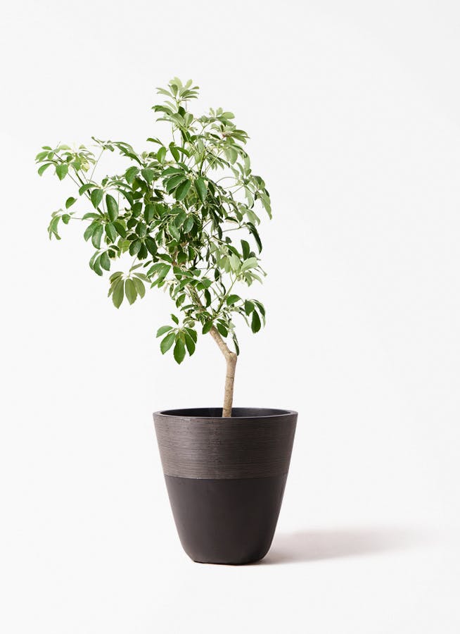 観葉植物 フィロデンドロン 7号 オージー（クッカバラ） ジュピター 黒