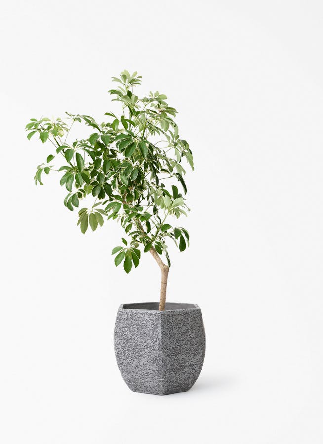 シェフレラ　カポック　8号　観葉植物　幹がゴリゴリ シェフレラ（カポック） 8号 | 観葉植物の通販ならHitoHana（ひとはな）