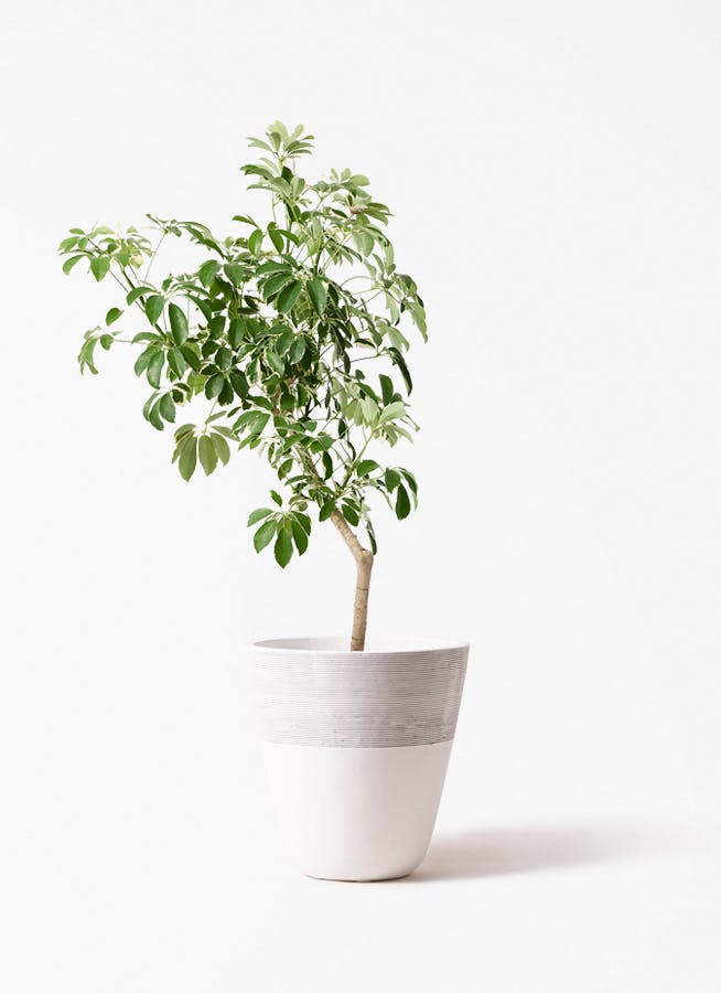 ベンジャミン・ヌダ 約180cm 白鉢 観葉植物 フィカス ベンジャミン 9号 ヌダ ジュピター 白 付き | 観葉