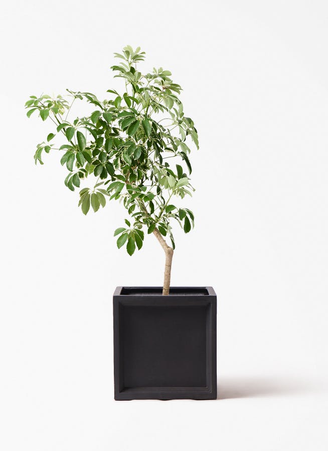 観葉植物 ドラセナ リフレクサ 8号 ブリティッシュキューブ 付き