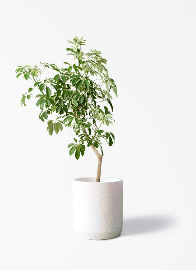 観葉植物 シェフレラ（カポック） 8号 斑入り Eco Stone（エコストーン