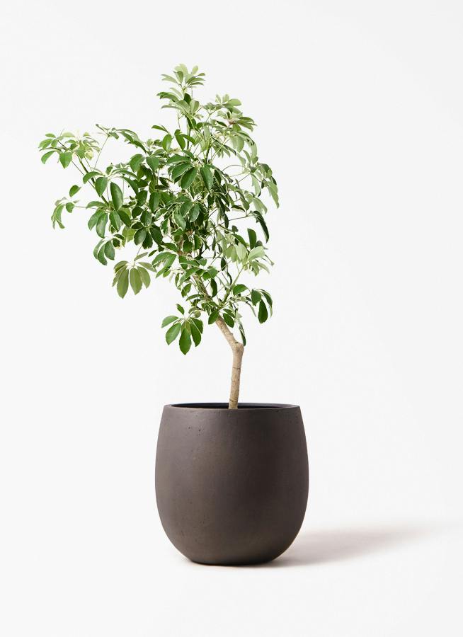 観葉植物 コーヒーの木 8号 テラニアス バルーン アンティークブラウン