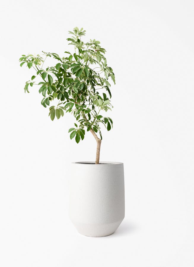 観葉植物 ドラセナ コンシンネ レインボー 8号 ストレート パボ トール