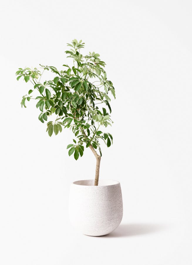 観葉植物 オリーブの木 8号 コラティーナ (コラチナ) エコストーン