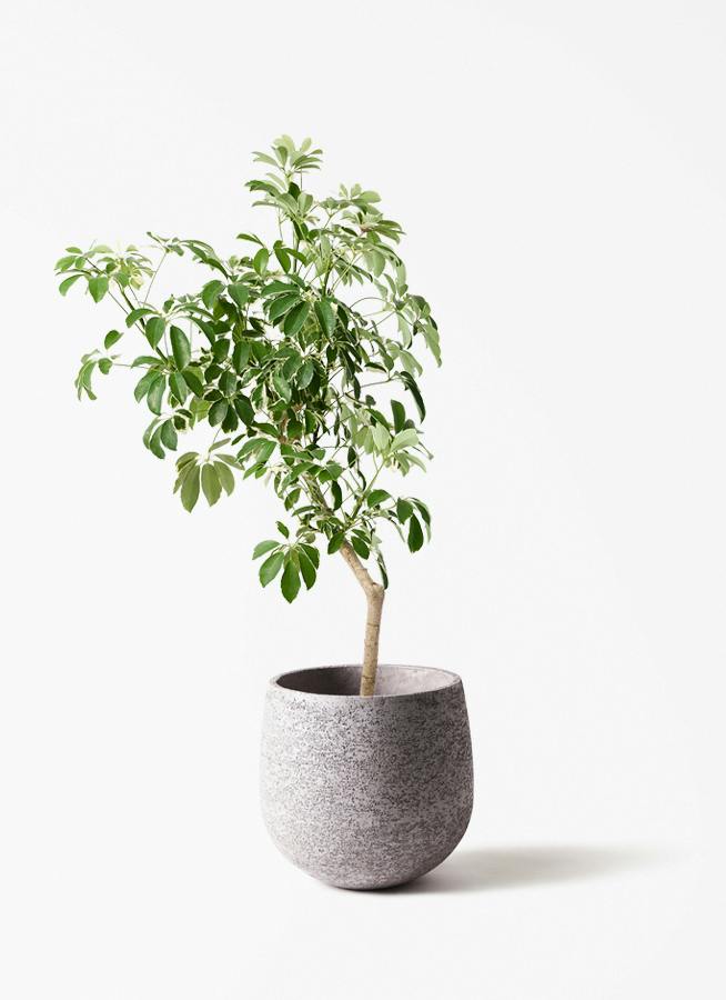 観葉植物 ツピダンサス 8号 曲り エコストーンGray 付き | 観葉植物