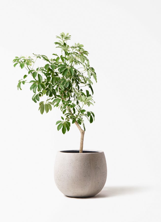 観葉植物 アマゾンオリーブ (ムラサキフトモモ) 8号 テラニアス ロー