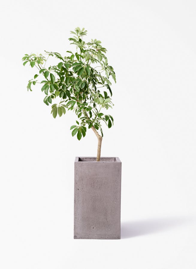 観葉植物 ウンナンシュロチク 8号 セドナロング グレイ 付き | 観葉