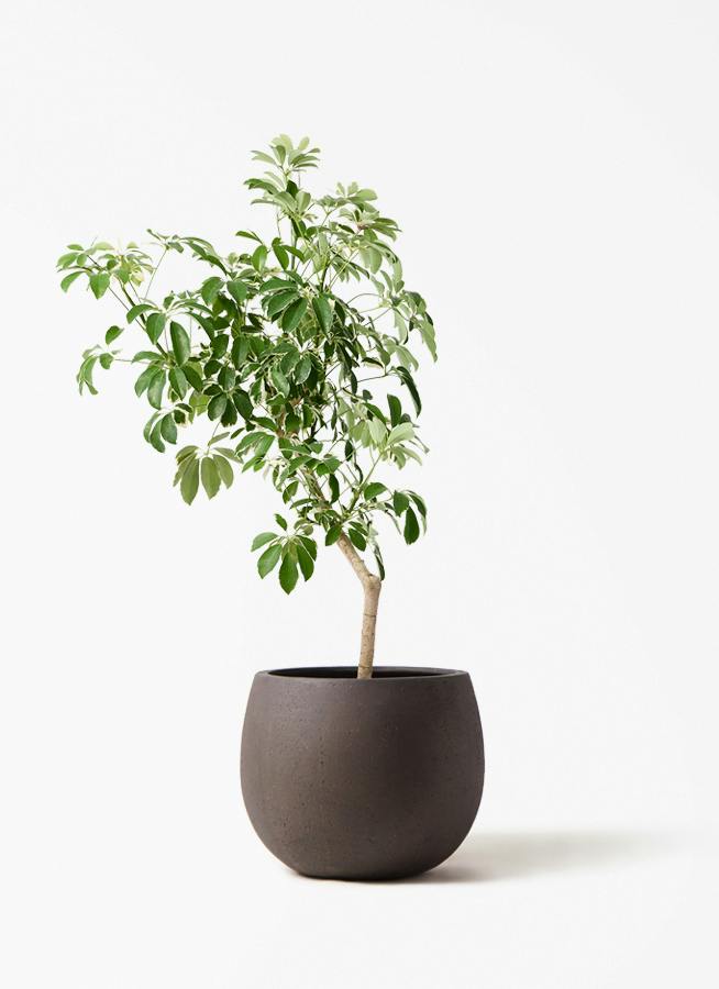 観葉植物 ドラセナ リフレクサ 8号 テラニアス ローバルーン