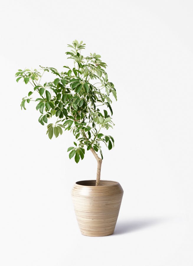 観葉植物 オリーブの木 8号 ハーディーズマンモス アルマ ミドル 付き