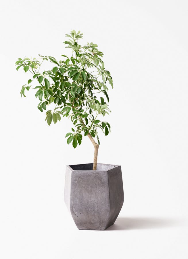 観葉植物 オリーブ 8号 ルッカ ファイバークレイ Gray 付き | 観葉植物
