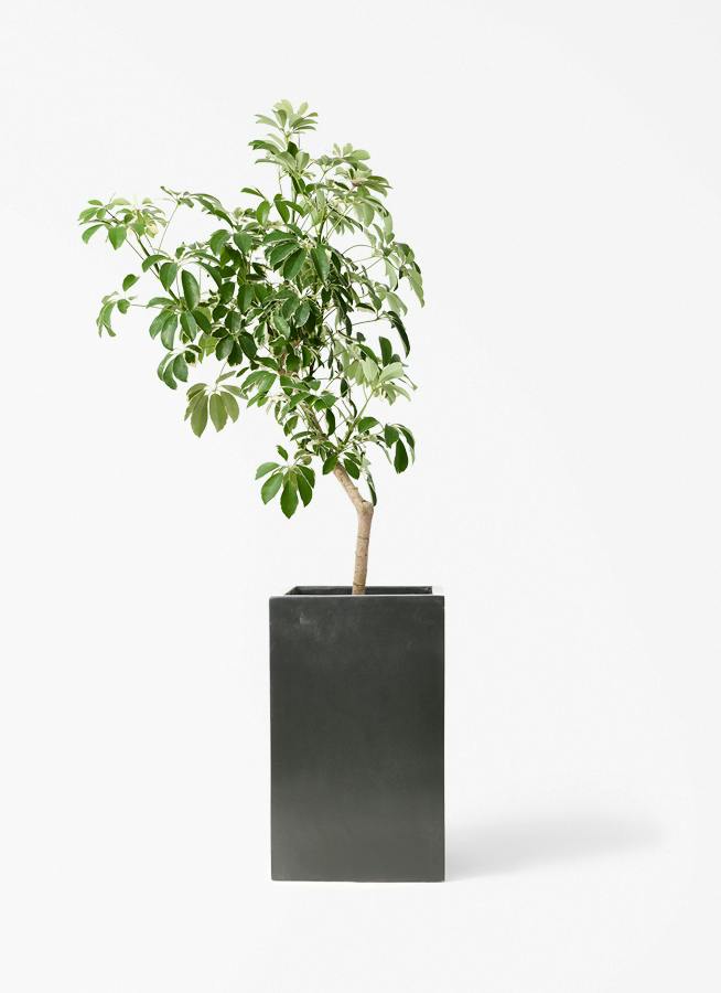 観葉植物 ドラセナ パープルコンパクタ 8号 セドナロング 墨 付き
