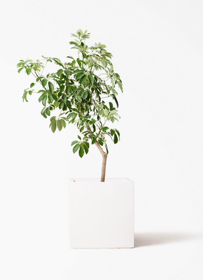 観葉植物 アマゾンオリーブ (ムラサキフトモモ) 8号 バスク キューブ 観葉植物 アマゾンオリーブ (ムラサキフトモモ) 8号 バスク キューブ