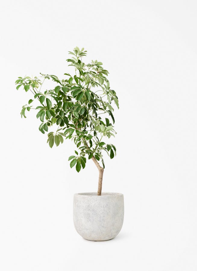 観葉植物 フィロデンドロン 7号 オージー（クッカバラ） Sheer Pot
