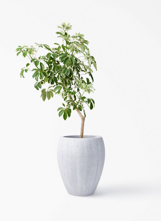 観葉植物 ドラセナ カンボジアーナ 8号 コーテス ジャー ホワイト