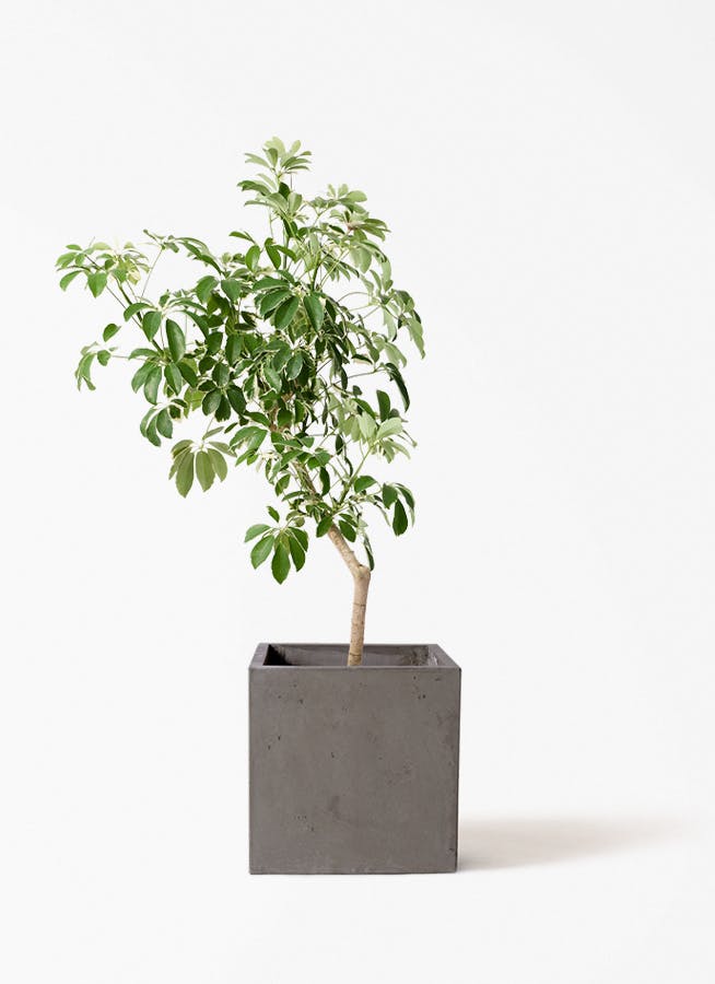 観葉植物 オリーブの木 8号 ピクアル コンカー キューブ 灰 付き