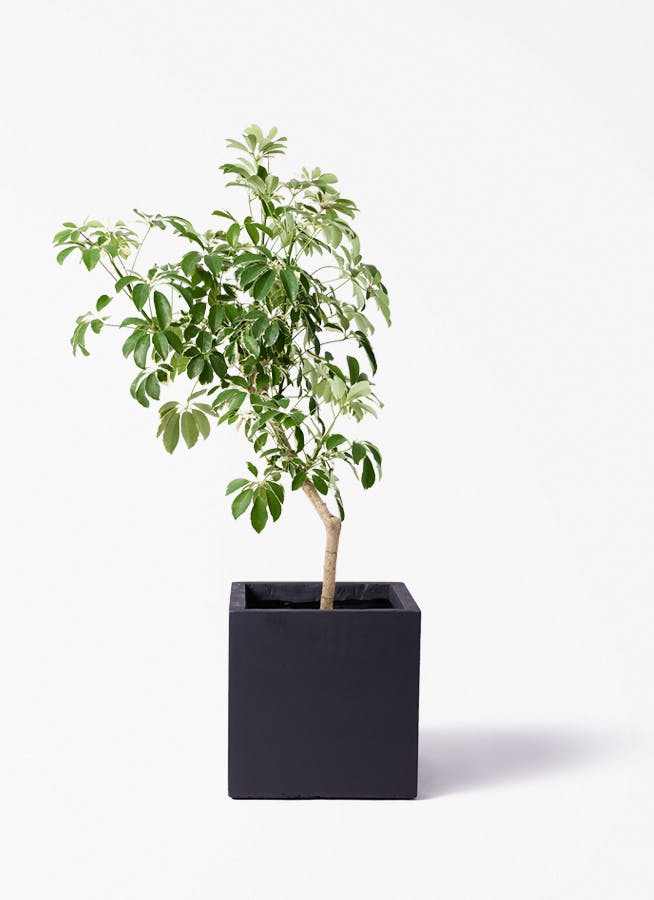 観葉植物 ドラセナ コンシンネ レインボー 8号 ストレート ベータ