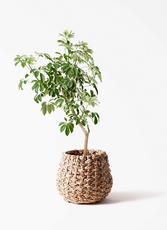 観葉植物 フィロデンドロン 8号 セローム ヒトデカズラ 根あがり