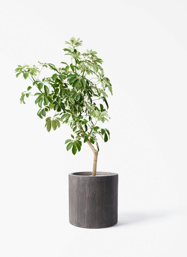 観葉植物 シェフレラ（カポック） 8号 斑入り 朴 プラスチック鉢