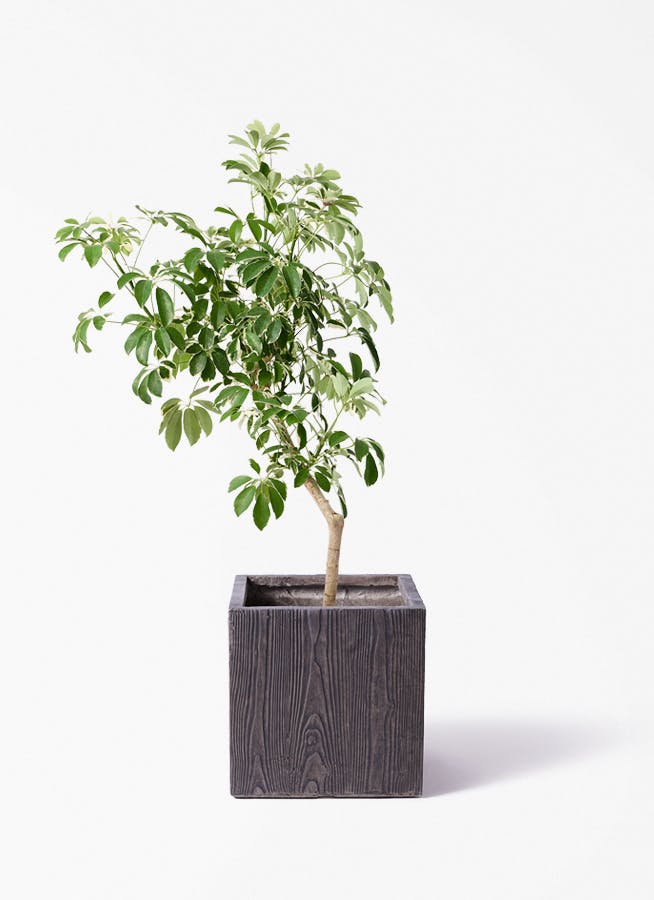 観葉植物 シュロチク（棕櫚竹） 8号 ベータ キューブプランター ウッド