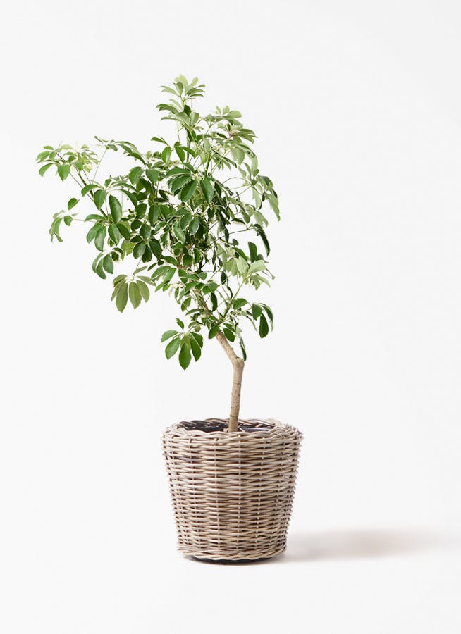 観葉植物 オリーブの木 8号 コレッジョラ モンデリック ラタン 付き