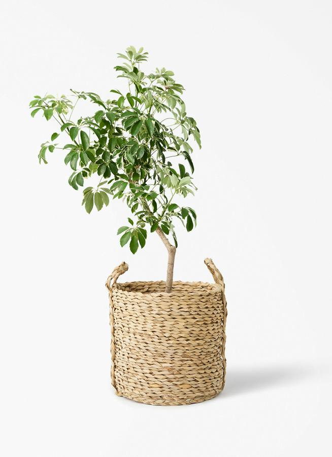 観葉植物 ドラセナ リフレクサ 8号 LushBasket (ラッシュバスケット