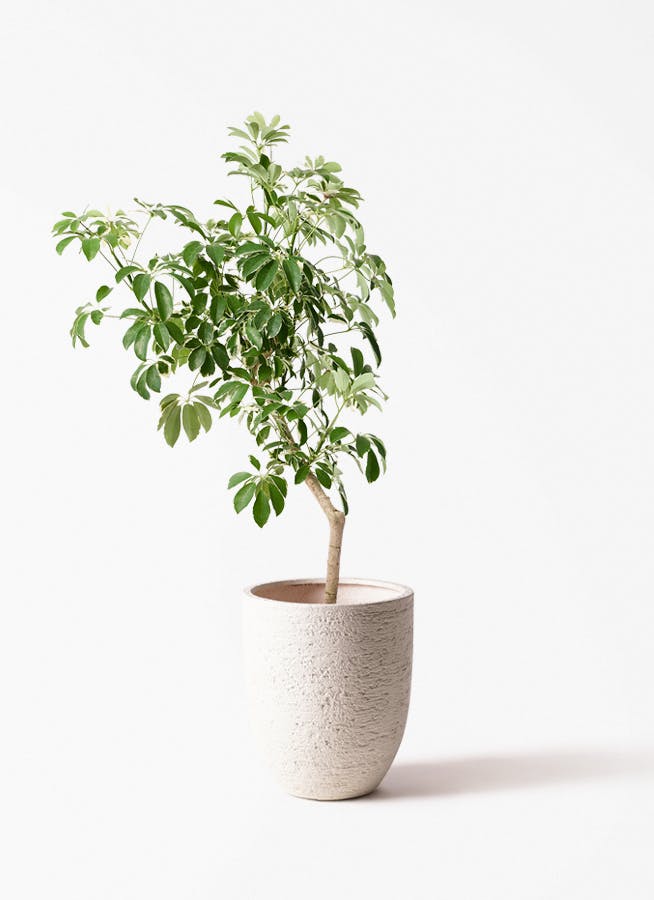 シェフレラ・カポック 60cm程 です シェフレラ（カポック） | 観葉植物の通販ならHitoHana