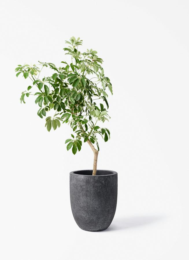 観葉植物 ドラセナ コンシンネ レインボー 8号 ストレート フォリオ