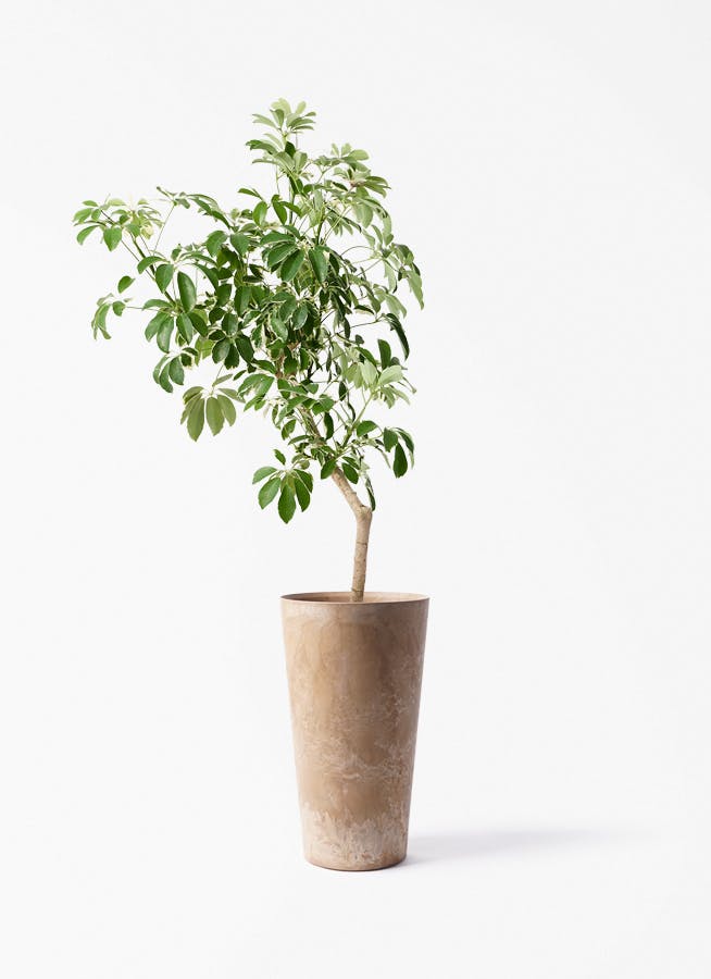 観葉植物 オリーブの木 8号 カヨンヌ アートストーン トールラウンド
