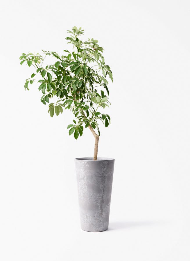 観葉植物 シェフレラ（カポック） 8号 斑入り 朴 プラスチック鉢