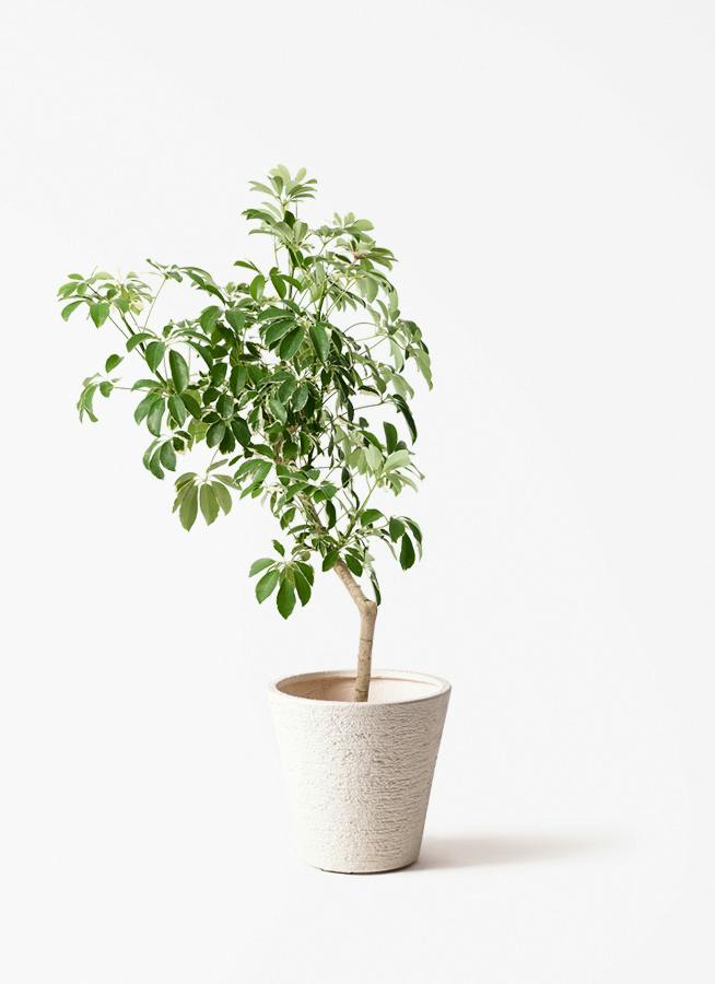 観葉植物 シェフレラ（カポック） 8号 斑入り 朴 プラスチック鉢