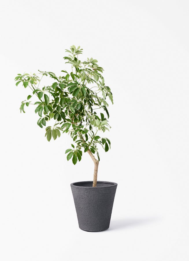 観葉植物 アロカシア 8号 オドラ（クワズイモ） ビアスソリッド