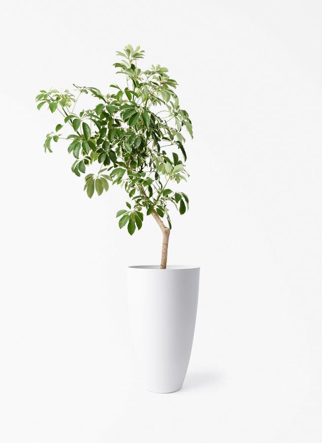 観葉植物 オリーブの木 8号 ピクアル フォレスト トール ホワイト 付き