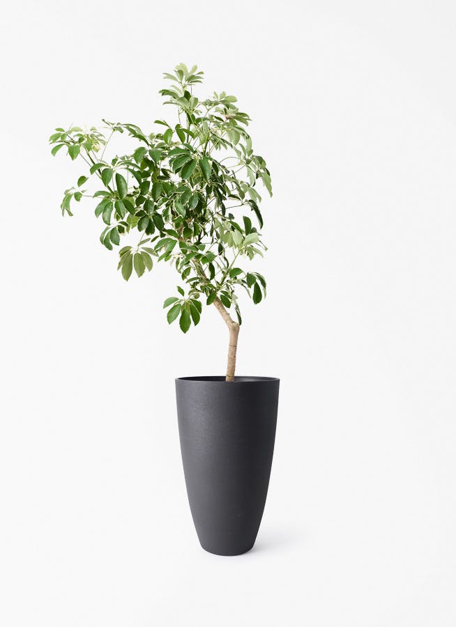 観葉植物 シュロチク（棕櫚竹） 8号 フォレストトール ブラック 付き