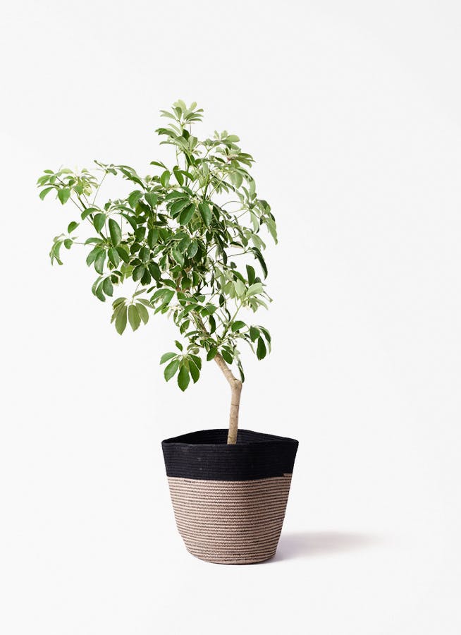 観葉植物 トックリラン ポニーテール 8号 リブバスケットNatural and