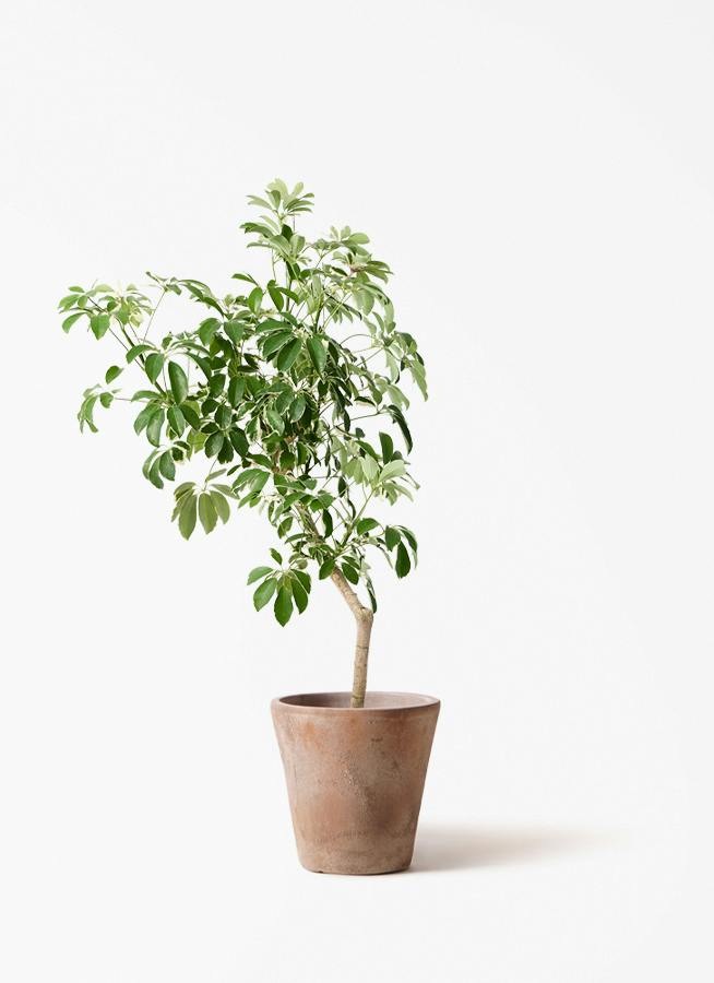 観葉植物 ユーカリ 8号 ポポラス（ポリアンセモス） ルーガ アンティコ