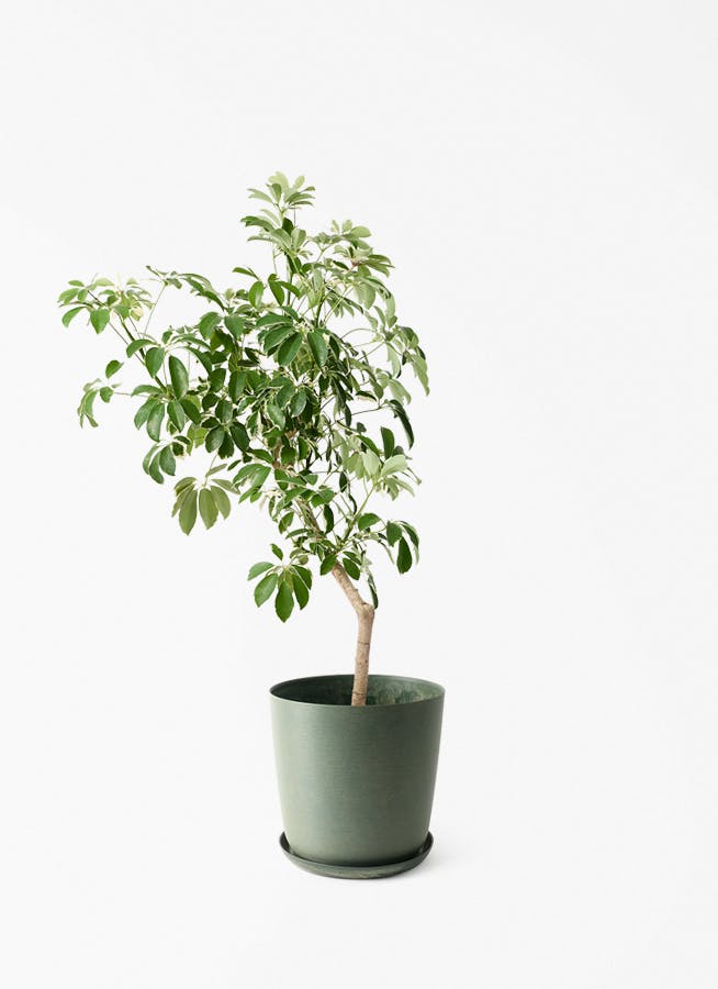観葉植物 ドラセナ リフレクサ 8号 エステリ グリーン 付き | 観葉植物