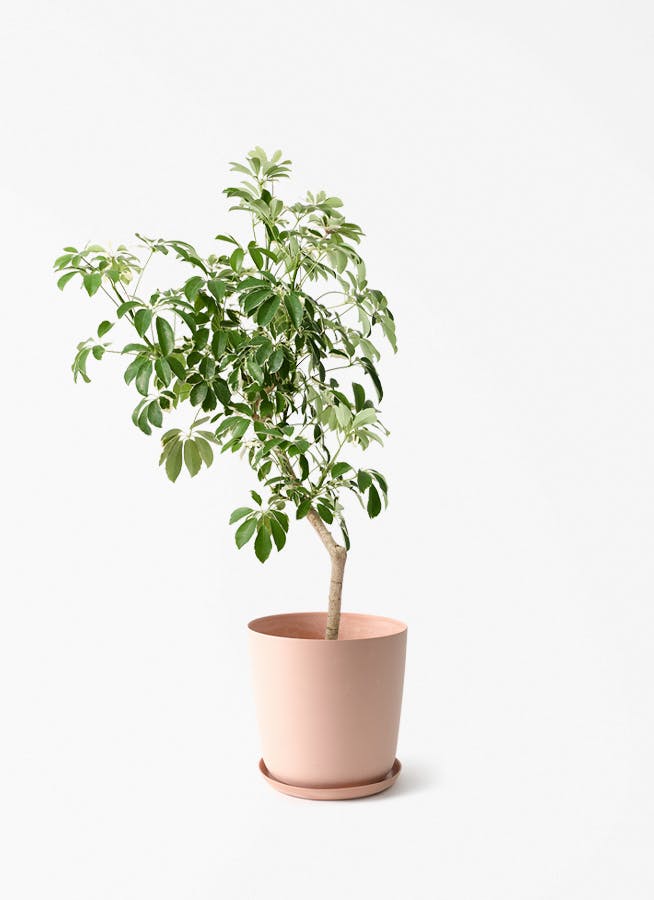 観葉植物 アロカシア 8号 オドラ（クワズイモ） エステリ ピンク 付き