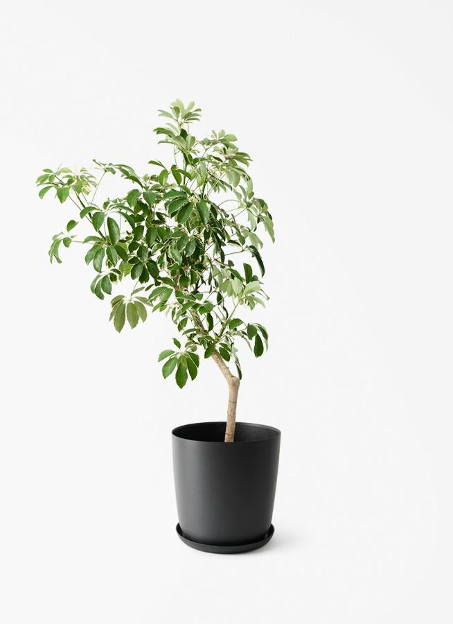 観葉植物 シュロチク（棕櫚竹） 8号 エステリ ブラック 付き | 観葉