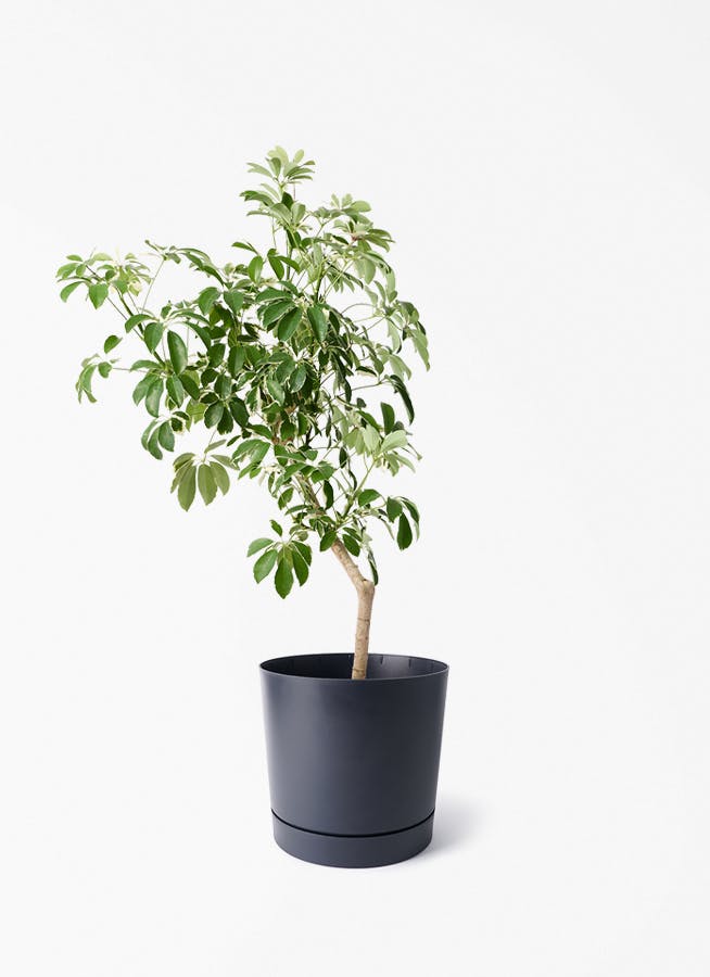 観葉植物 オリーブの木 8号 アルベキーナ プロスパー トゥーボ