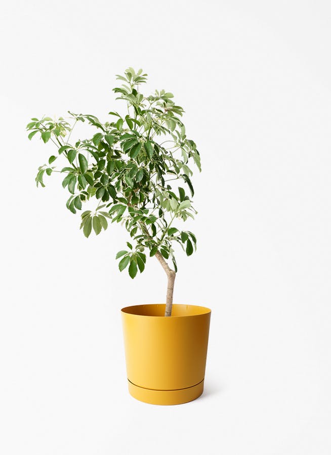希少レア シェフレラ アッシュフォリア 斑入り 8号 カポック 観葉植物 シェフレラ（カポック） 8号 斑入り 朴 プラスチック鉢