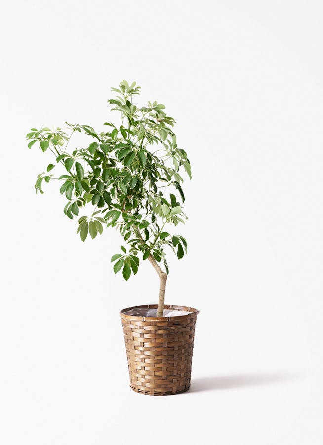 観葉植物 ドラセナ コンシンネ レインボー 8号 ストレート 竹
