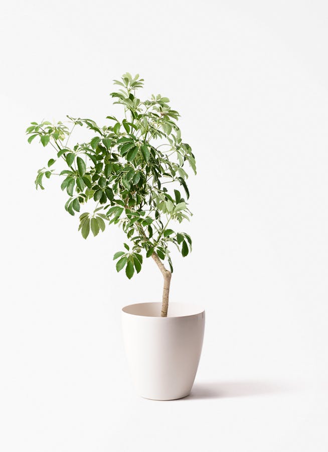 観葉植物 ドラセナ グローカル 8号 ラスターポット 付き | 観葉植物