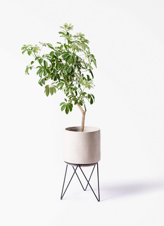 観葉植物 シェフレラ（カポック） 8号 斑入り 朴 プラスチック鉢